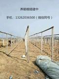 鹅棚搭建--西洼禽业5.jpg