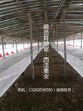 鹅棚搭建--西洼禽业.jpg