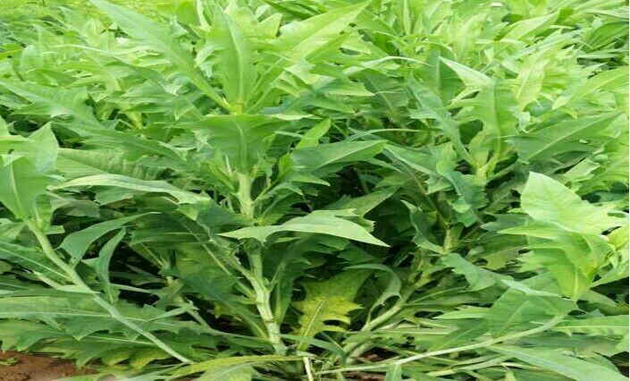 养鹅用的牧草都有哪些鹅吃的牧草讲解